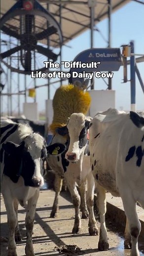 The “Difficult” Life of the Dairy Cow.