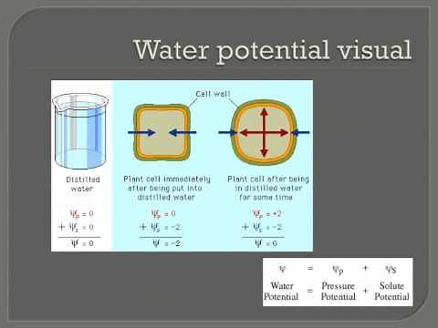 Water potential