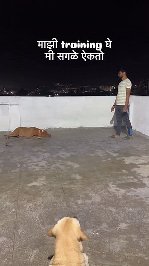 Pagal maxx 😂 #labrador #dog #dogsofinstagram #reels #instagram #instagood #funny #mrmax | Mr.max dog