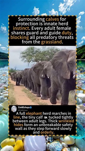 Elephant Herd 🐘 Migrates With Calf Protected In The Middle#AfricanElephant🐘