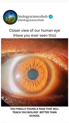 BIOLOGY UNIVERSE on Instagram: "A closer view of the human eye feels like staring into an entire universe. What looks simple from a distance is actually a masterpiece of nature up close. The delicate patterns of the iris, the tiny blood vessels, the way light reflects and bends—every detail tells a story of precision, protection, and perception. The eye isn’t just an organ; it’s a living lens that captures moments, emotions, colors, and memories in real time. Each eye is completely unique, just