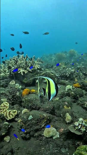 Moorish fish Idol in Colorful Coral garden - Calming Ocean 4K