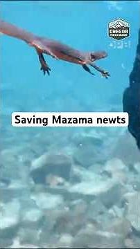 The Hail Mary effort to save the Mazama newts of #CraterLake 🦎