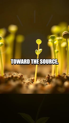 Light and Life at Home: A Simple Bean Growth Experiment