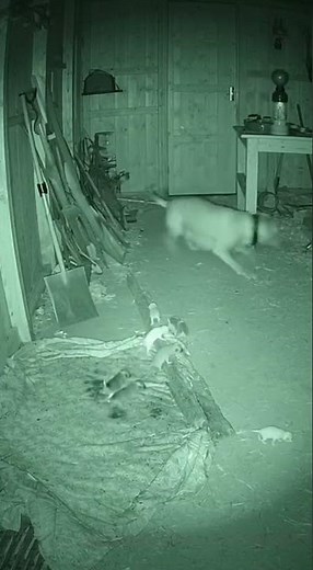 Night-Vision Dog vs Rat: Wide Shed Chase Scene! 🐶🐭 #NightVision #FarmLife #DogPack