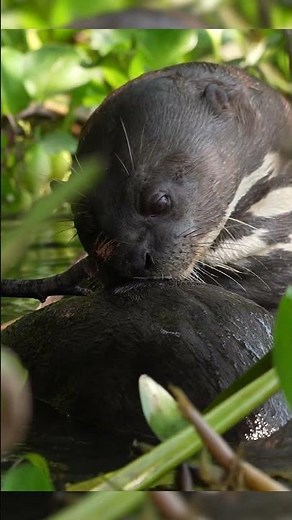 Giant river otters 🦦Also called 'river wolves', due to their teeth