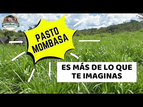 Pasto Mombasa | Cómo sembrarlo y aprovecharlo al máximo #ganaderiacolombiana #ganaderoscolombia