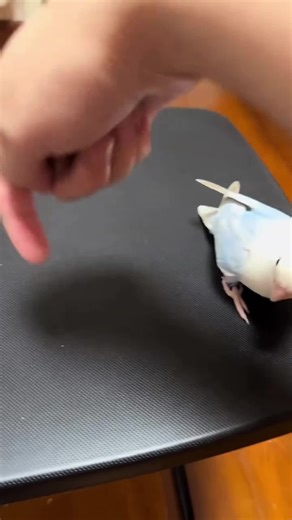 Parrots' Amazing Imitation Skills Explained