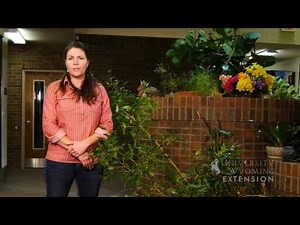 Ficus Trees | From the Ground Up