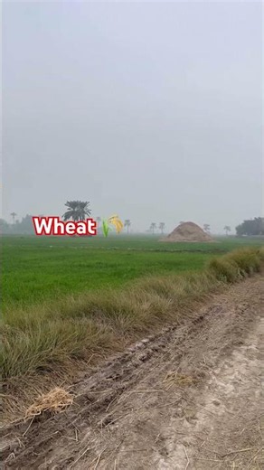 Lush Green Wheat Field, Read description for crop details #wheat #crop #farming #youtubeshorts #fyp