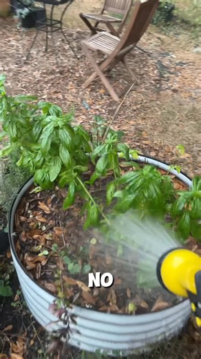 Basil benefits | Lithia Naturals | Facebook
