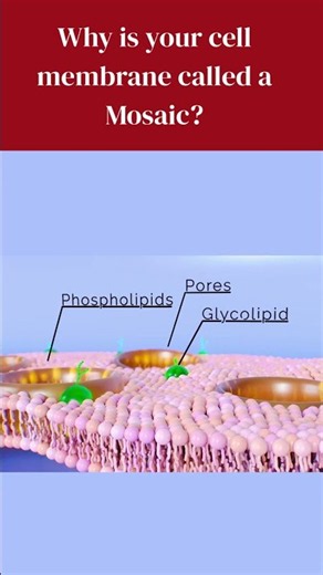 Cell membrane structure explained in 60s #bioscholar