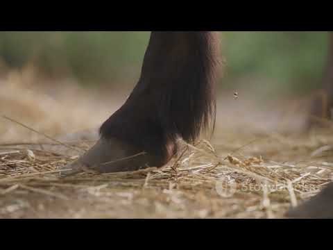 The Wildest 2 minutes cartoon horse dash