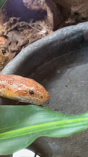 1.6K views · 29 reactions | Nagini the corn snake reminds us to stay...
