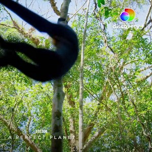9.3K views · 4.1K reactions | A Perfect Planet, a five-part series narrated by Sir David Attenborough. Streaming January 4 only on discovery+. | discovery+ | Facebook