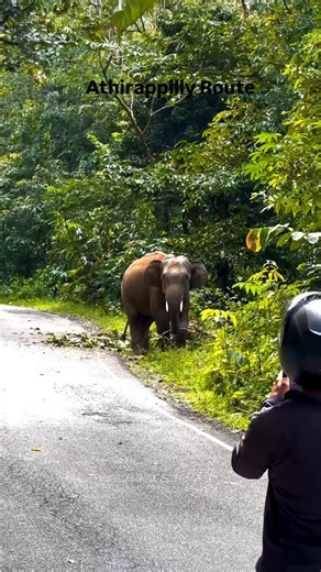 Kolukumalai_Munnar_ on Instagram: "Athirappilly Route.. . .. . #viralinsta #viral #viralpost #trending #post #instagram #explorepage #support #likeforlike #followme #viralinstagram #featured #instagood #followforfollow #keepsupporting #todaystory #birthdaystoryideas #storytrending #viralnewpost #toryoupage #toryou #instago #ideas #instagramhub #instastorys #storypages #story #instastoryideas #easyidea #easyedit"