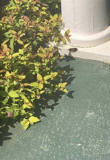 #cicada making that noise by raising its bum up n down! Zoom in! #bugchronicles #wnc #asheville