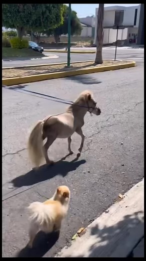 La plimbare | Mihai Dragomir