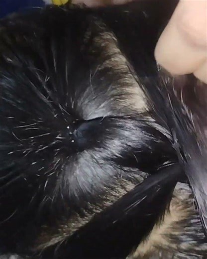 simple and easy ponytail hair style # hairstyle# ponytail tutorail# simple hairstyles