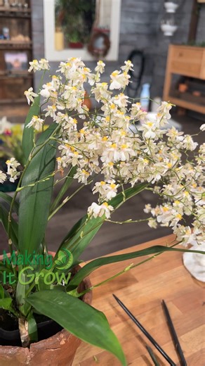 🌸✨ Clemson Extension Horticulture Agent Carmen Ketron shares expert tips on caring for orchids and helping them thrive! 🌿💧 🌼 Don’t miss Making It Grow, airing tonight at 7 p.m. on SCETV — where gardening meets inspiration. 🌱📺 | South Carolina ETV