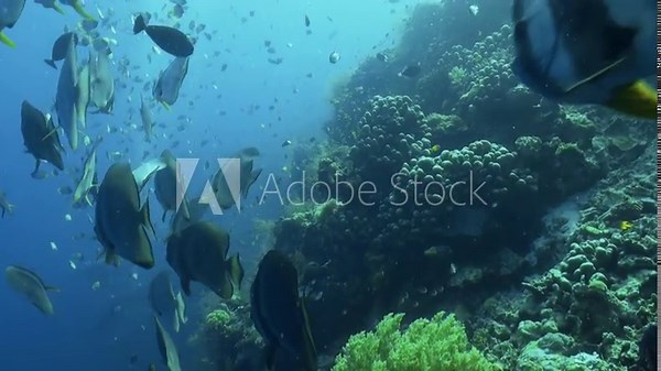 group of long fin spadefish aka batfish hover over healthy coral reef. In background more fish, mostly angelfish.