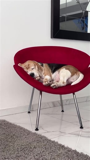 ❤️‍🩹❤️‍🩹 . . . #beaglepuppy #beagle #perro #perrostiktokers #puppy #parati