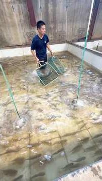 Visiting a FISH FARM & Selecting Many Varieties of FISH FRY to Stock in Our POND🤩 #datbirdtv