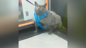 Fat cat named Cinder-Block breaks the internet with workout routine video