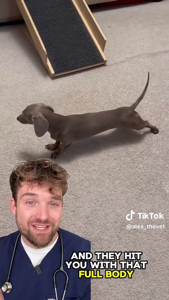 Why does your dog do that big stretch every time you walk in the door? It’s not just a lazy wake-up—it’s called a greeting stretch, and it’s actually a sign they’re relaxed, comfortable, and happy to see you. Some dogs do it after a nap, others do it just for you. And if you’ve been reacting with pets or praise? Yeah… you’ve probably trained them to do it on cue. So next time you see that stretch, take it as a compliment. Your dog feels good—and they’re glad you’re home. #DogBehavior #GreetingSt