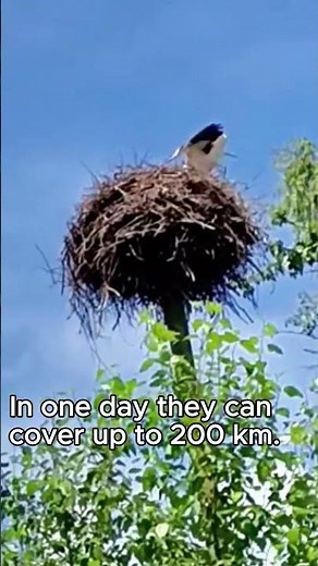 Facts about storks #interestingbirds, #shorts,