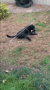 Dog Rolls in Yard