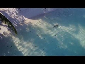 Maldives Killer Shark attack drone footage