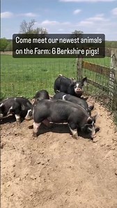 Berkshire heritage breed pigs at The Farm🐽