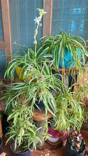 101K views · 966 reactions | Sustainable Gardening: Upcycling Plastic Bottles for Spider Plant Cuttings | Flower lovers | Facebook