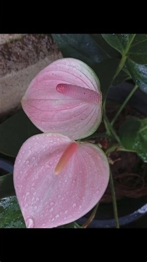 මම ගත්ත ලස්සන shots ටිකක්🥹 #viral #flowers #anthurium #light #pink #public #viralcontent #vira #fyp
