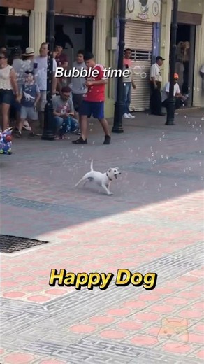 The pure happiness through a dog’s eyes 🐶🥰