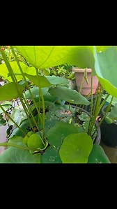 Want to make your garden thrive during the rainy season? 🌿 This video is your complete guide to rainy season gardening tips and tricks! Learn how to protect your plants from excess water, prevent fungal diseases, choose the right crops, improve drainage, and much more. Whether you're a beginner or an experienced gardener, these practical tips will help you get lush, healthy plants even in heavy rains. Don’t let the monsoon ruin your garden—turn it into a green paradise! 👉 In this video: ✔️ Bes