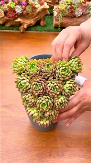 How to Make a Colorful Succulent Arrangement (Easy DIY!) 🎨