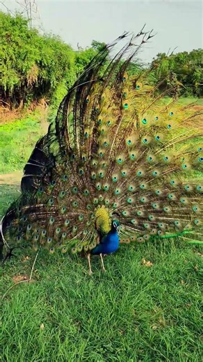 beautiful peacock feather in peahane peacock dance #peacock #birds #villagelife #dance #folkdance