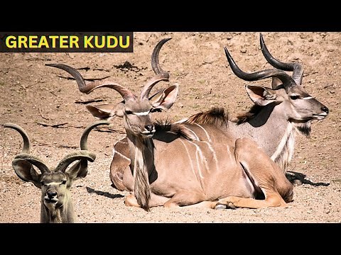 Greater Kudu: The Majestic Antelope of the African Savanna