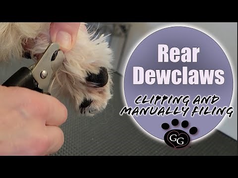 Clipping and Manually Filing Rear Dewclaws - How to trim rear dewclaws on a dog - Gina's Grooming