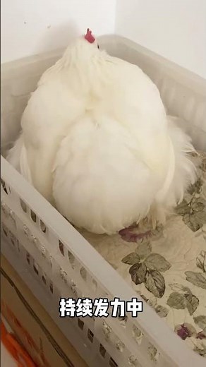 Egg-Laying Chickens: Watch the Full Process