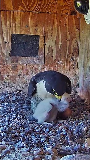The mother peregrine falcon cradled her chicks in her arms. #wildlife #birds #falcon