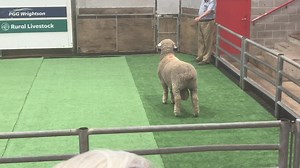 Wilfield 1211/24 sold today for a very good price of $6,500. His fine 21.7 micron wool attracted a bidding dual before being sold to Closeburn Station. | Wilfield Sheep Stud