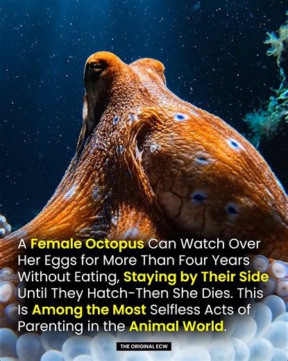 The Selfless Mother of the Ocean 🐙💙 Female octopuses are some of the most devoted mothers in the animal kingdom. They guard their eggs for more than four years — all without eating a single bite. During this time, the mother stays close, protecting, cleaning, and gently aerating her eggs to help them grow strong and healthy. Her entire focus becomes the survival of her babies. She gives up food, energy, and eventually, her own life — all for the next generation. When the eggs finally hatch, he