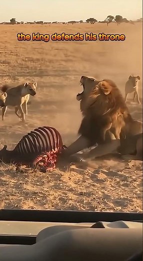 Lion vs Hyena Pack 🦁🐺 | Wild Clash in the African Grasslands
