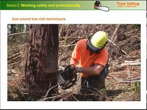Working safely and professionally when falling a tree with a chainsaw