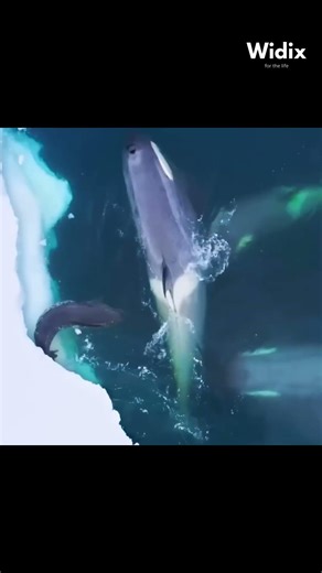 The ORCA: The Ocean's Most Intelligent and Dangerous Predator 🐋