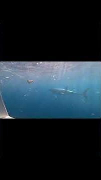 Face to Face With Great White Sharks | Neptune Islands (Australia)