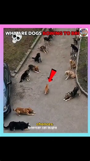 Funny cats, crazy skills, and unexpected moment's.. #cat #funnycats #catskills